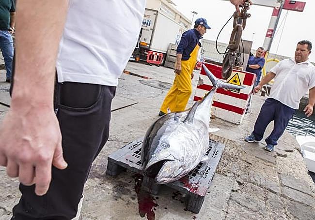 Atún rojo pescado con anzuelo por un barco de Arguineguín.