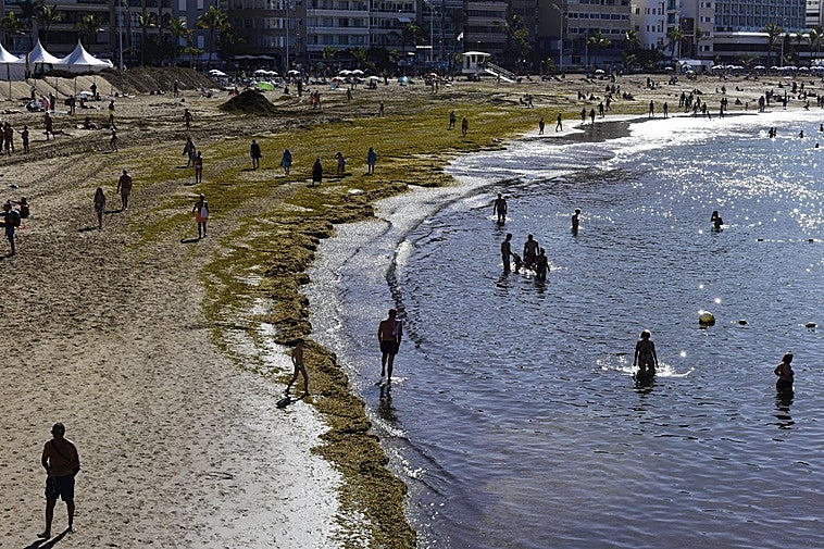 Imagen de algas o seba en la playa de Las Canteras.