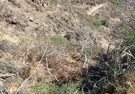 Un informe de un biólogo confirma el «deterioro» de la sauceda de La Mina