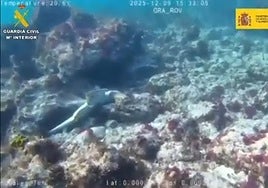 Detienen a dos personas tras pescar ilegalmente tres tiburones angelotes en Lanzarote