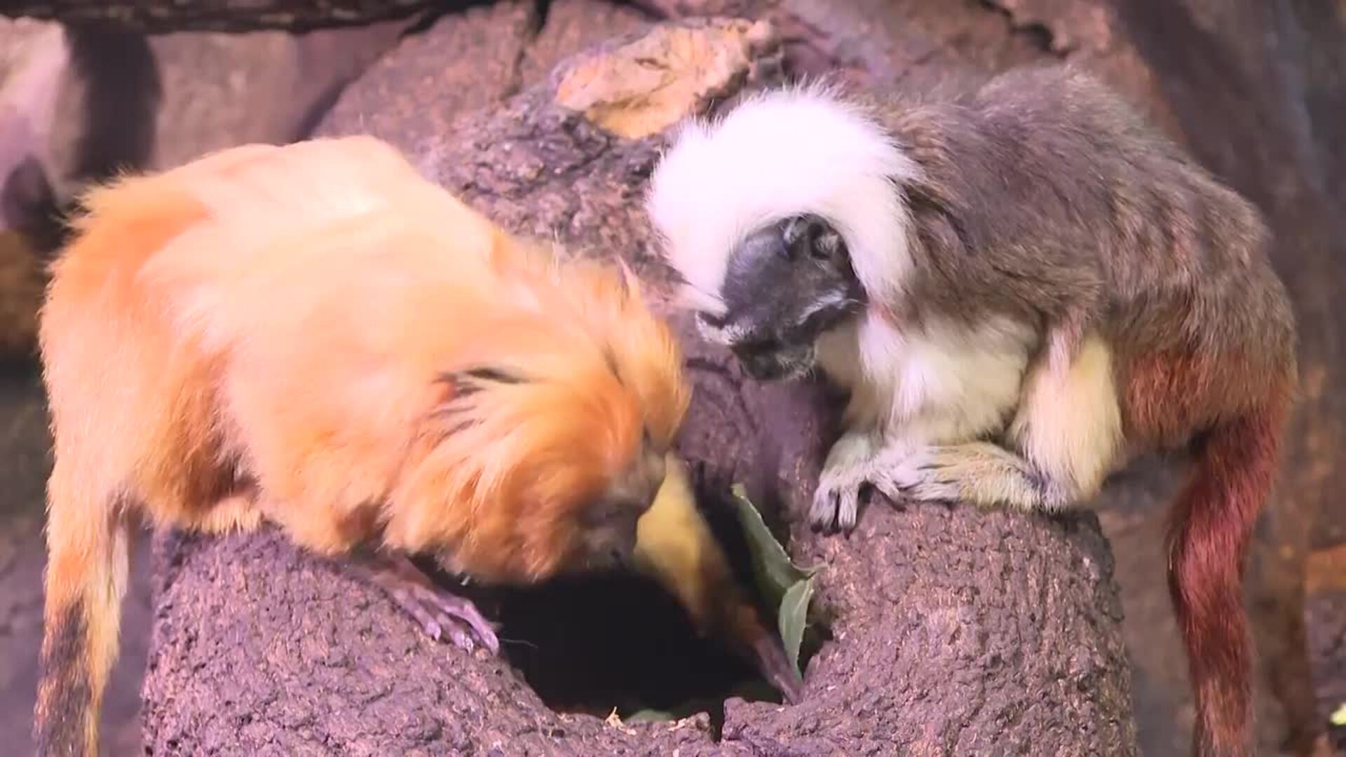 Niños y niñas disfrutan de los campamentos de Faunia esta Semana Santa