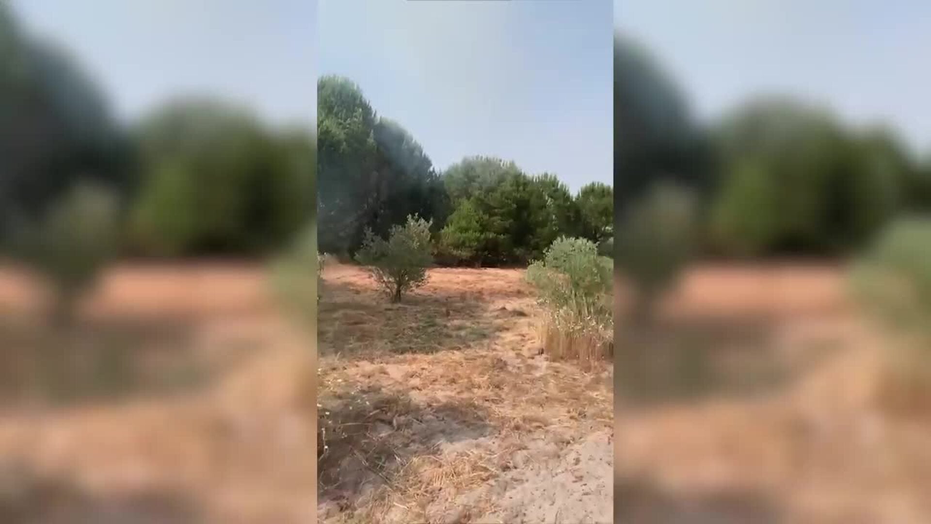 Nuevo incendio eleva a ocho los fuegos en Lucena (Huelva) desde el 29 de mayo