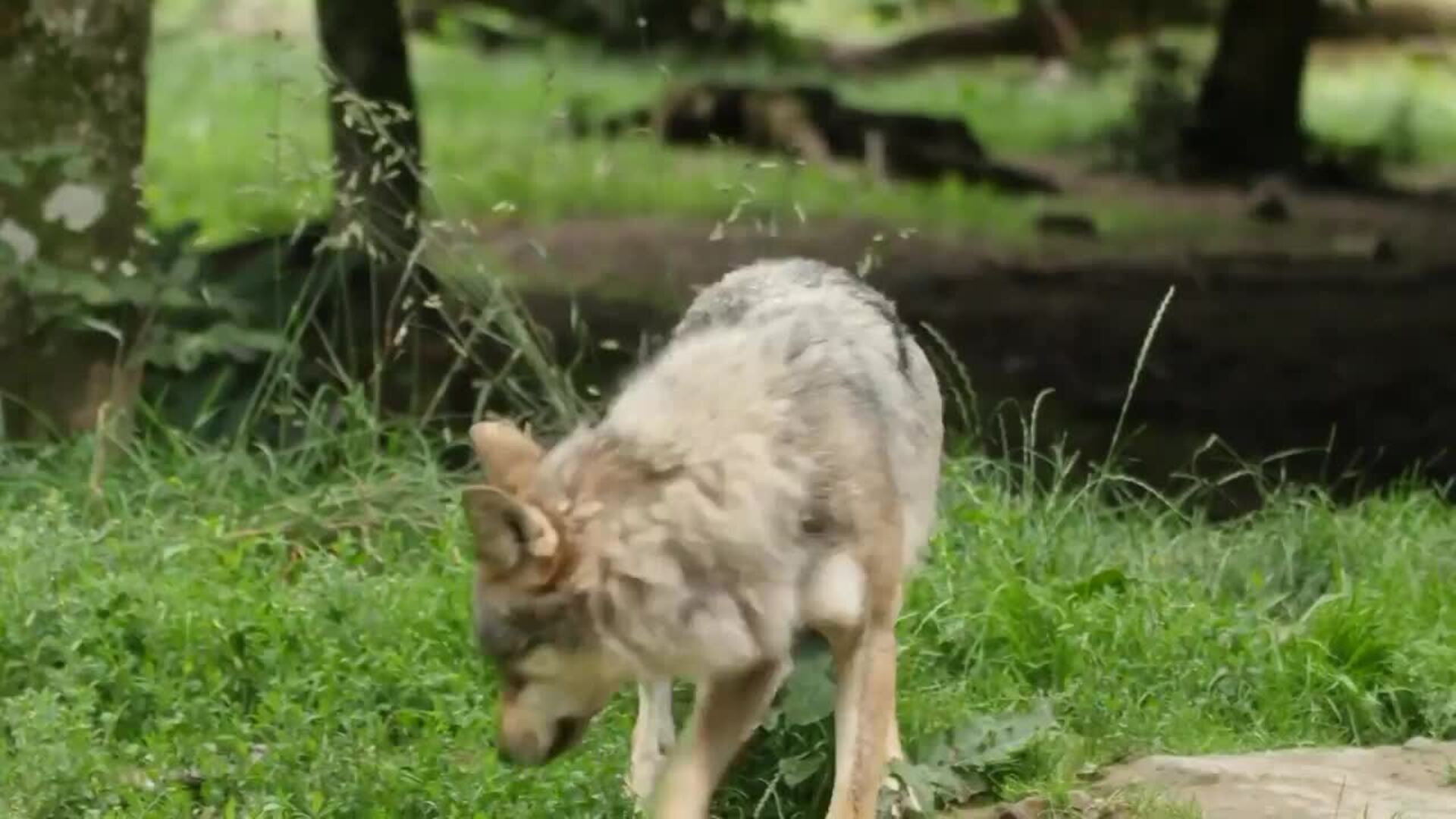 Los lobos aumentan un 58 por ciento en Europa en solo una década