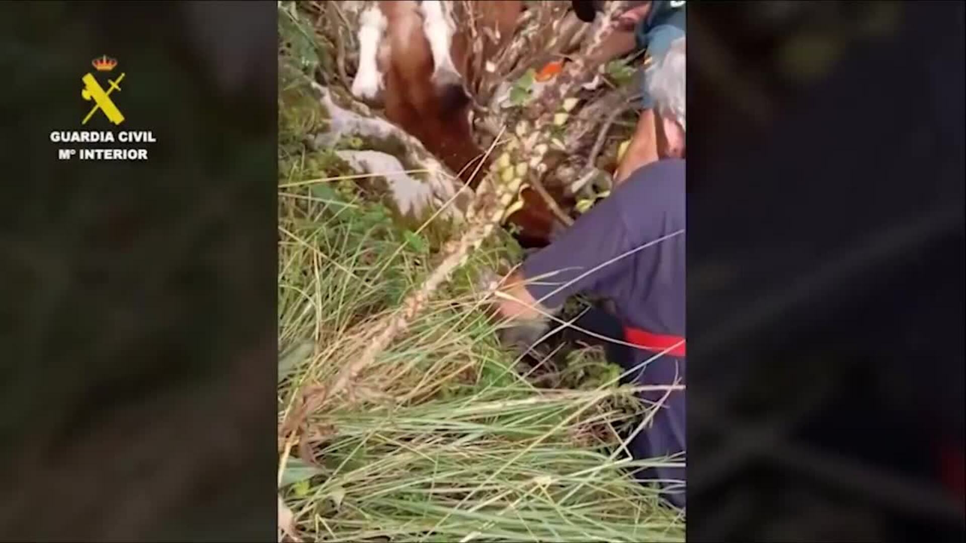 Rescatado en Portillo de la Sía (Burgos) un potro tras caer de ocho metros de altura