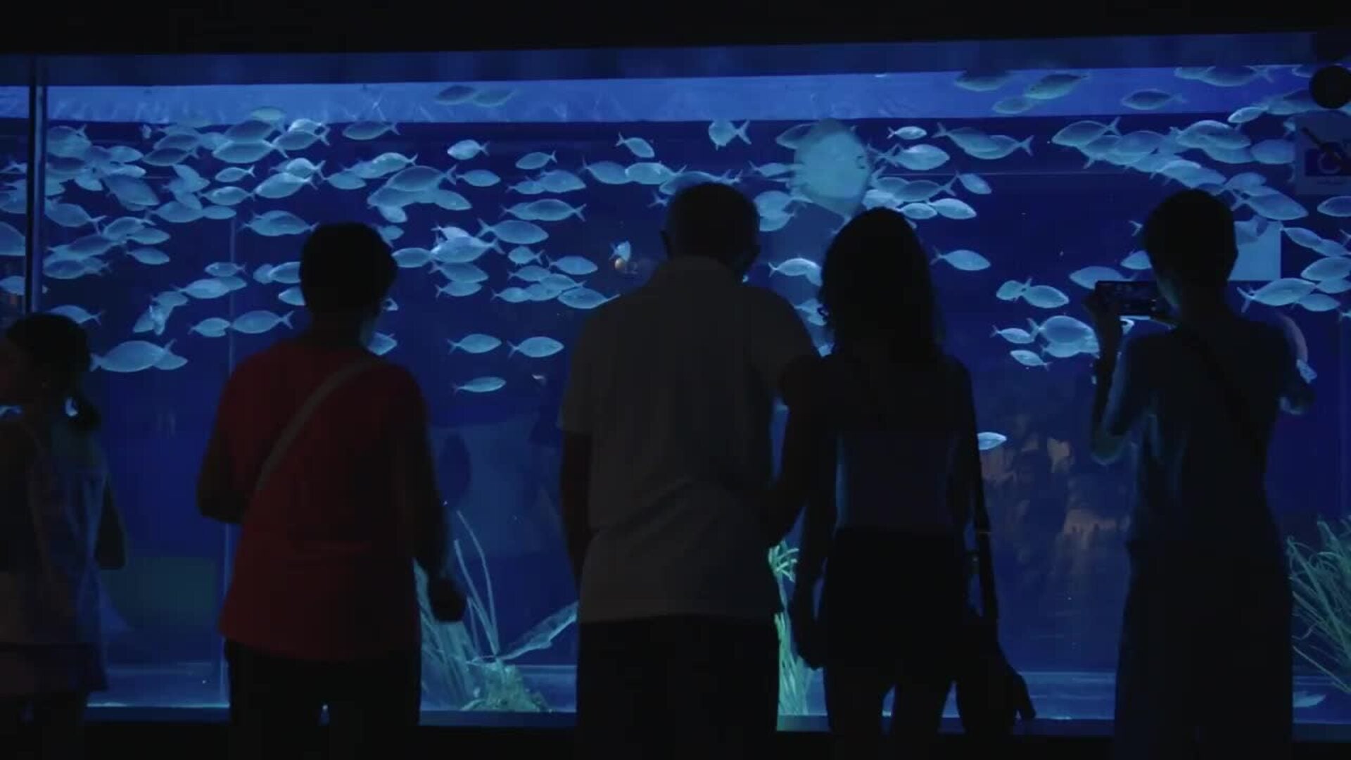 L’Aquàrium de Barcelona celebra con el público su 30 aniversario
