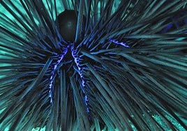 Una pandemia silenciosa está borrando los erizos de los fondos de Canarias