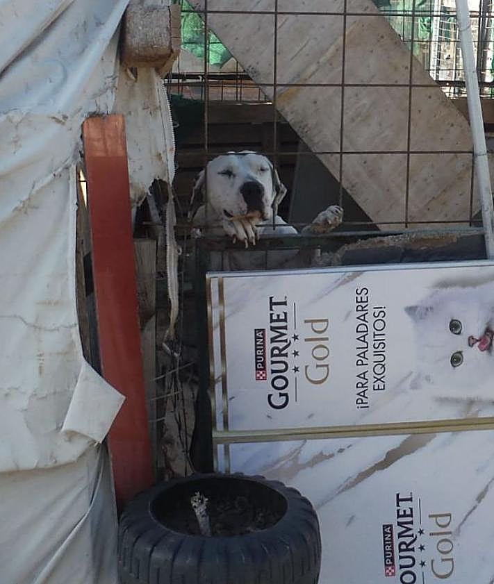 Imagen secundaria 2 - Prohíben a la dueña de la protectora Héroes tener animales y trabajar con ellos