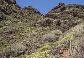 Guguy, kilómetro cero mundial de los sebadales, cardonales y tabaibales