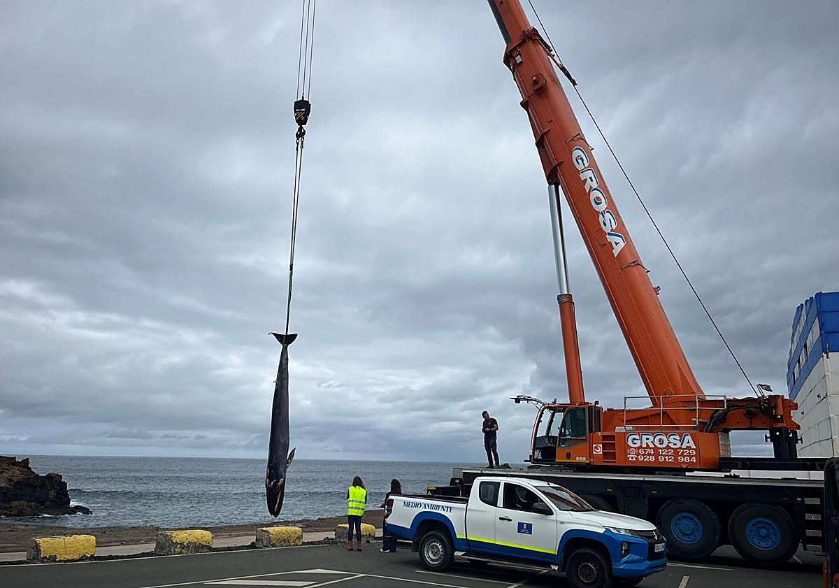 Imagen principal - Varios momentos del izado y traslado de la ballena bajo la dirección de Pascual Calabuig y José Luis Samper.