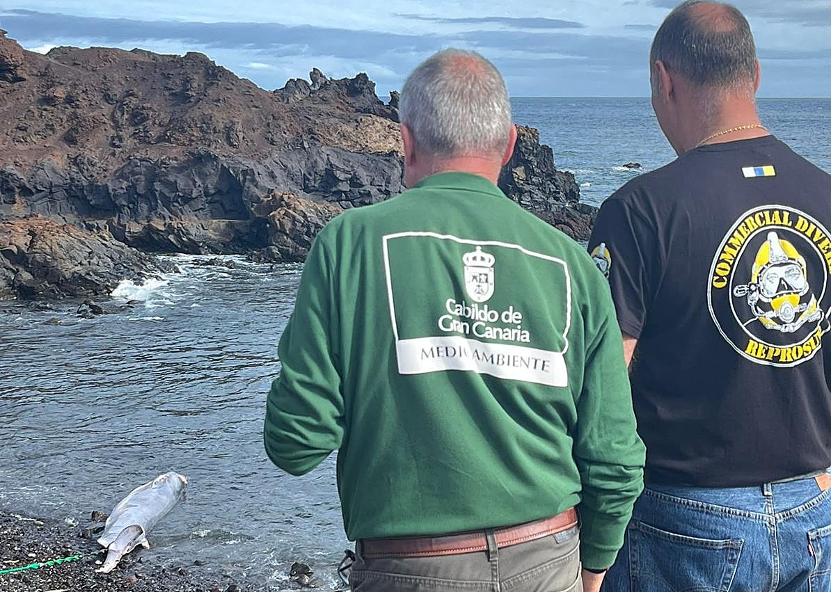 Imagen secundaria 1 - Varios momentos del izado y traslado de la ballena bajo la dirección de Pascual Calabuig y José Luis Samper.