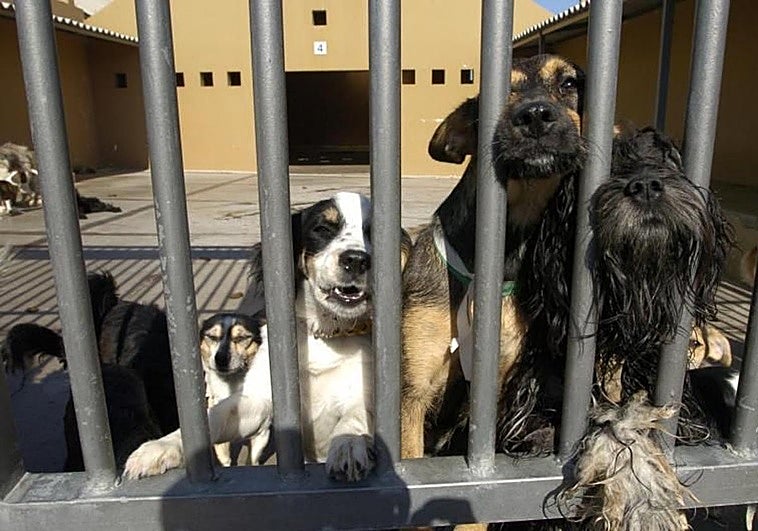 Gesplan busca una residencia temporal para perros que no caben en sus centros de Gran Canaria