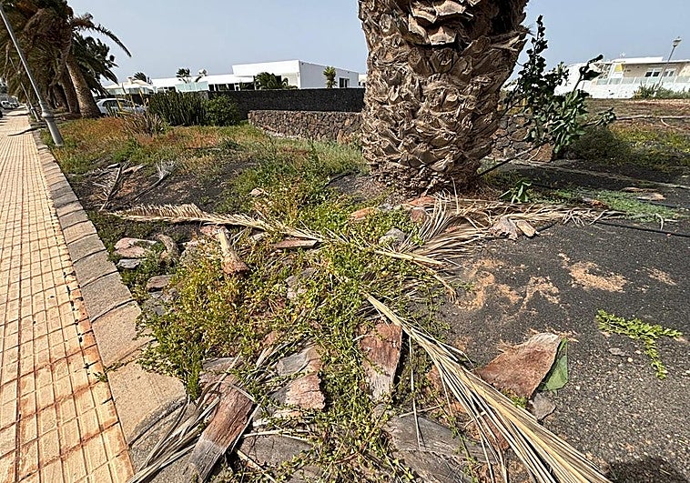 El PP ve «abandono» en las zonas verdes de Playa Blanca