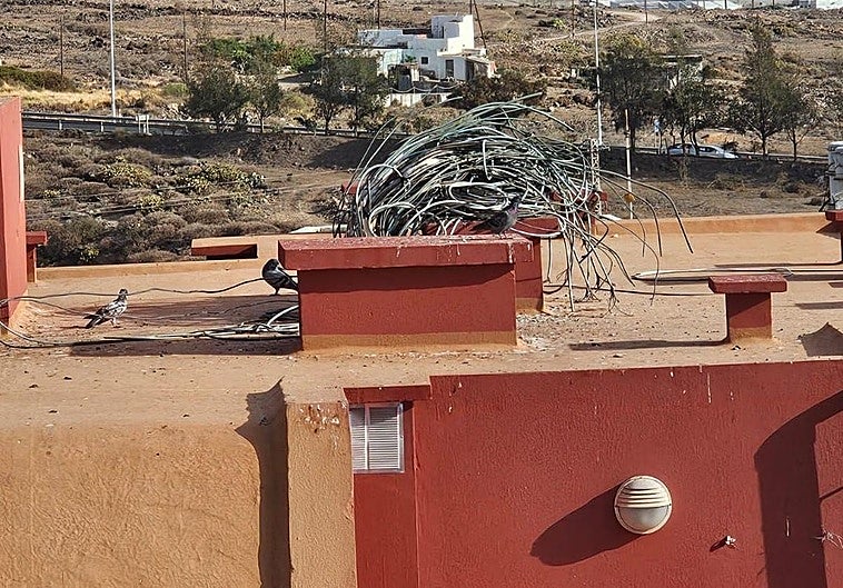 Ingenio usará aves cetreras para reducir la plaga de palomas