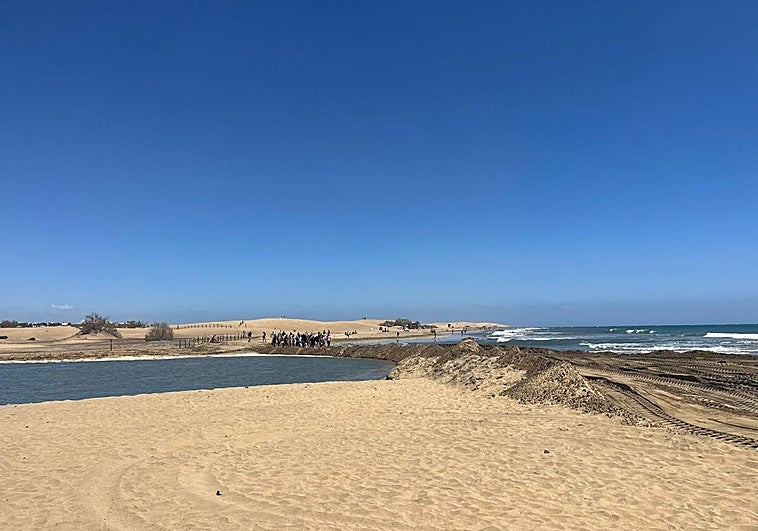 La Charca de Maspalomas se regenera tras la borrasca Therese