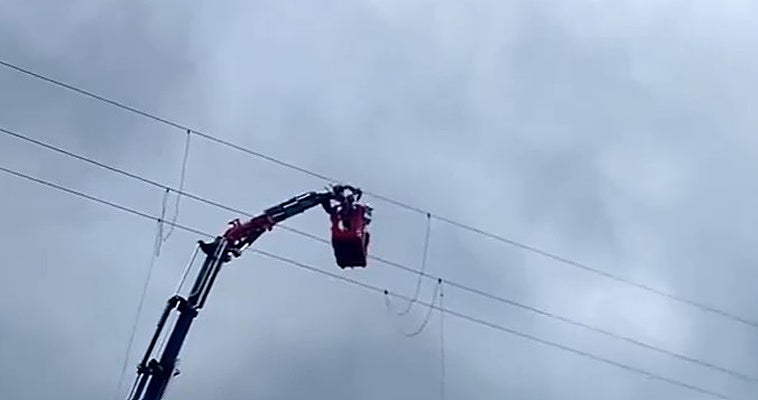 Rescatan una pardela que quedó atrapada a 22 metros de altura en un tendido eléctrico de Arucas