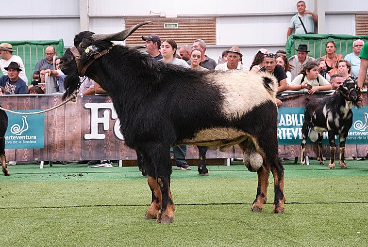 Un ejemplar de la Ganadería de Andrés Rodríguez, la puja más alta de la subasta de sementales en Feaga 2026