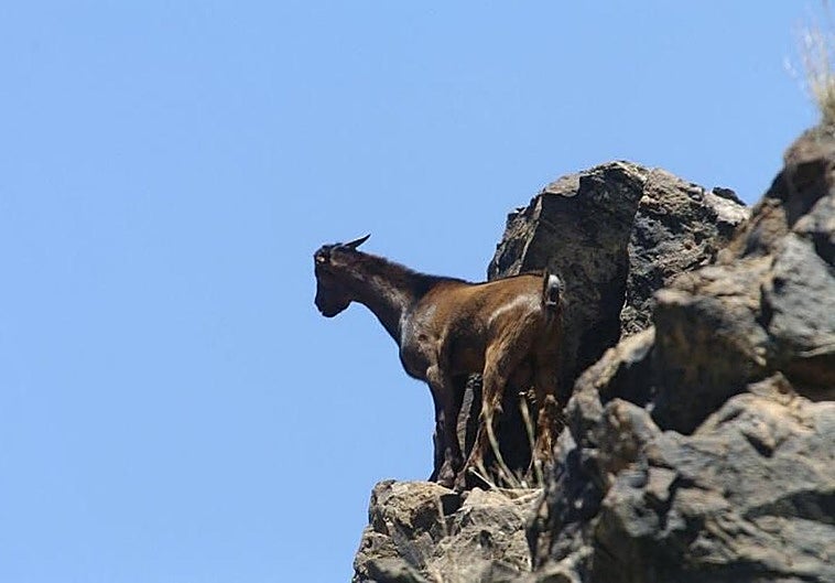 Agronómicos Canarios contará las cabras asilvestradas en espacios naturales de Gran Canaria