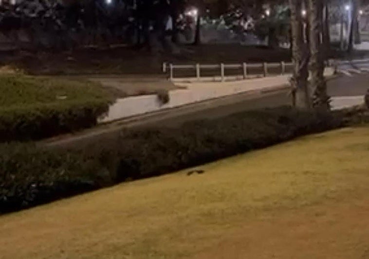 ¿Quién dijo que ya no había ratas en Las Palmas de Gran Canaria?