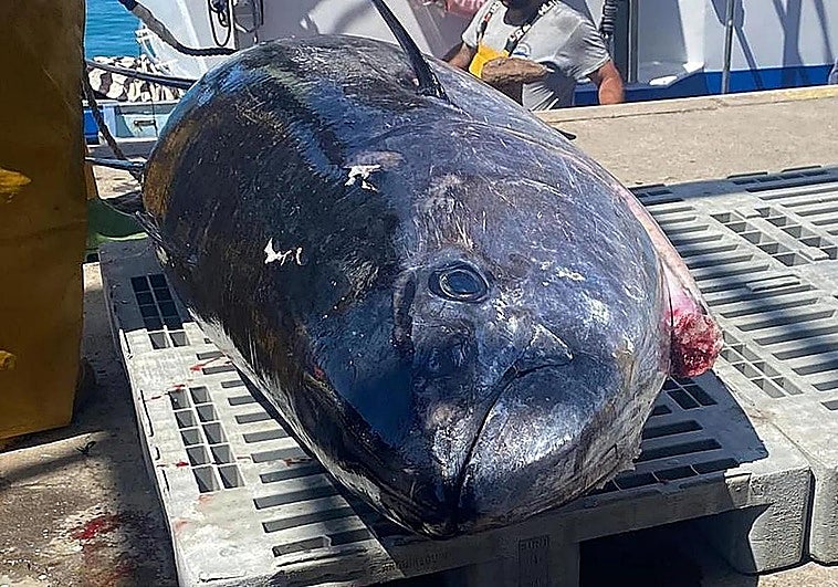 Investigan la captura ilegal de un atún rojo de 126 kilos en Fuerteventura