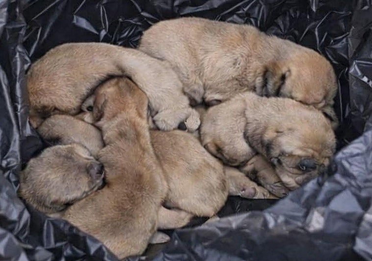 Una pareja abandona a seis cachorros en Telde tras arrojarlos desde un coche a la vía