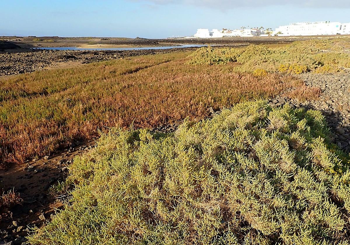 Bristol: From Abandonment to Protection as a Site of Scientific Interest in Corralejo