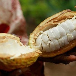 Pulpa del cacao.