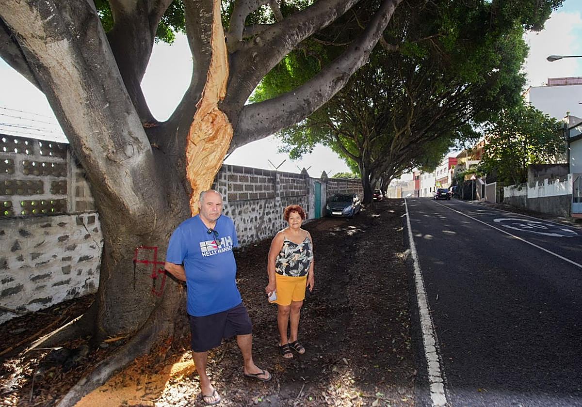 Árbol caído en el Diseminado de Jacomar: «Esto podía haber sido una catástrofe»