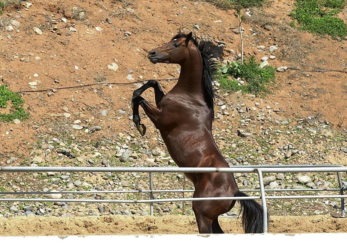 El virus del Nilo Occidental llega a Canarias: detectan el primer caso en un caballo en el sur de Gran Canaria