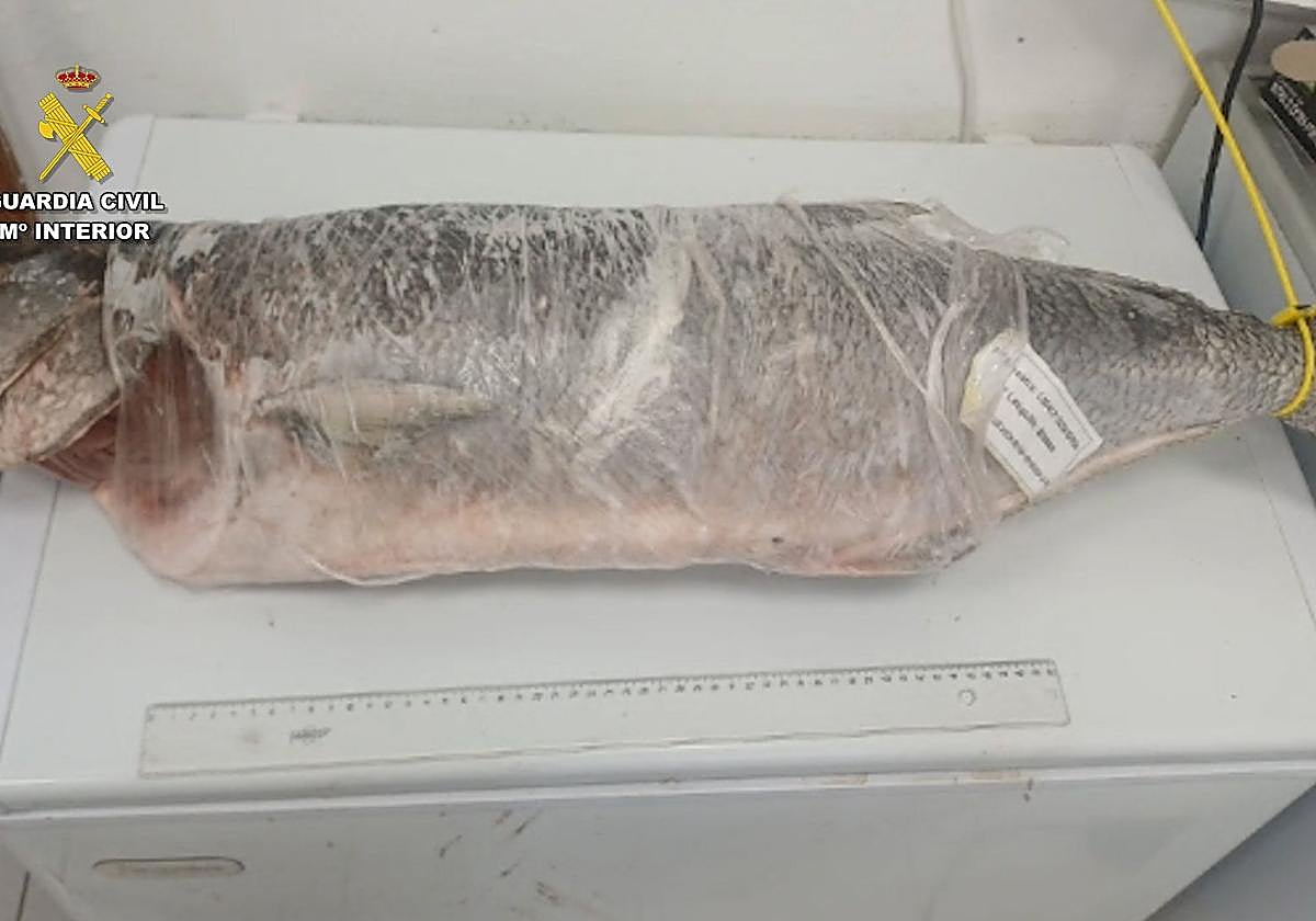 Desarticulada una red que robaba lubinas de una piscifactoría de Gran Canaria para venderlas a restaurantes