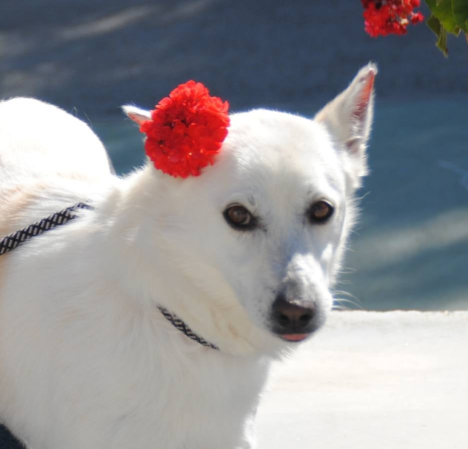 Blanca - #adoptaMLG. Hembra de 2 años, tamaño pequeño,ideal para dar largos paseos, muy cariñosa.