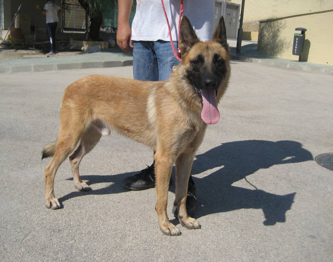 Duque II - #adoptaMLG. Mestizo. Tamaño grande. Macho. 5 años.Duque es un perro noble y cariñoso. Le encanta jugar a la pelota!