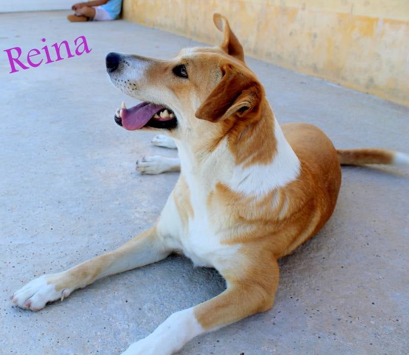 Reina - #adoptaMLG. Mestiza 3 años aprox. Es muy cariñosa con las personas y juguetona y activa