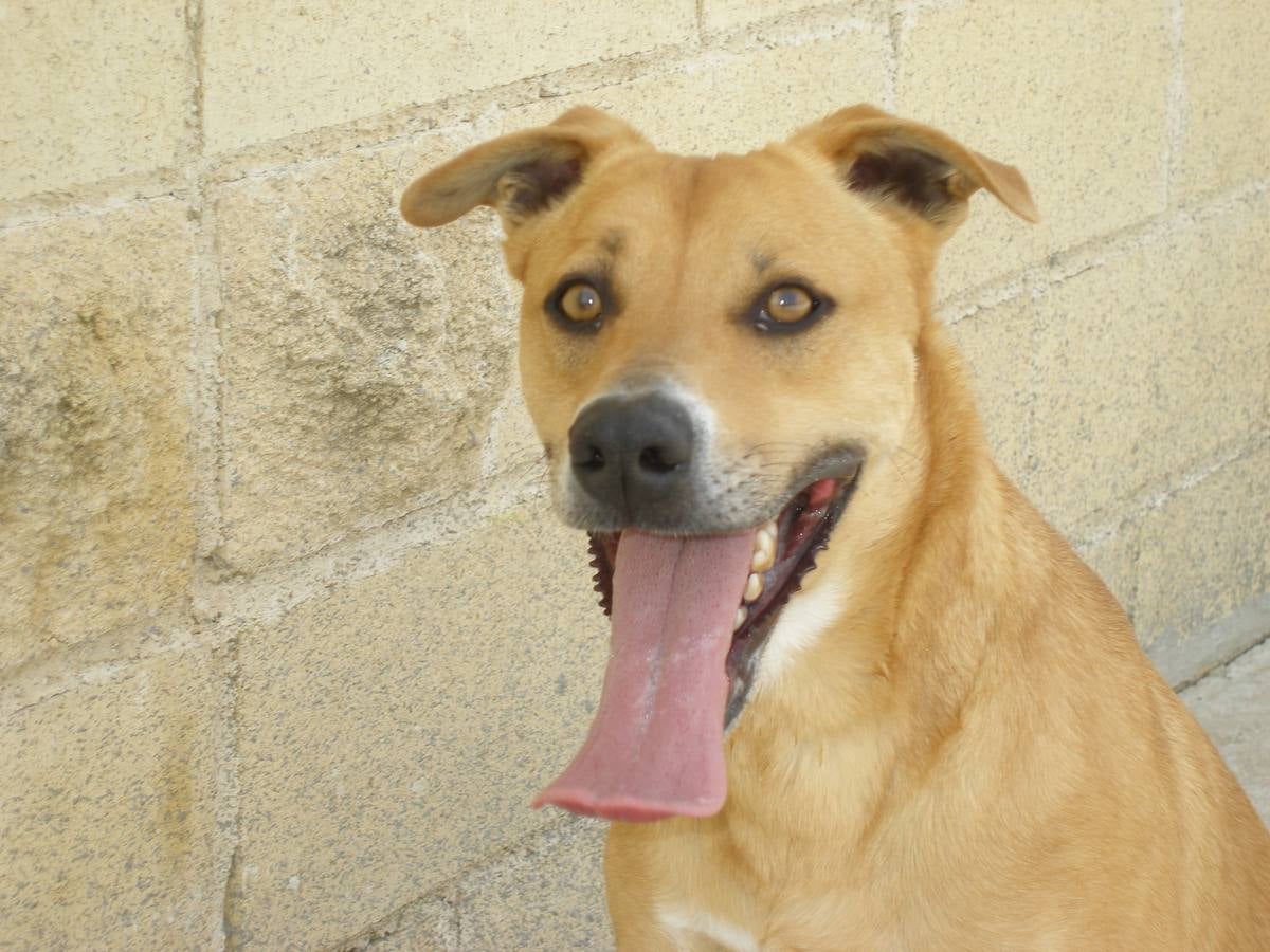 Libo - #adoptaMLG. Podenco mix. Macho de 1 año y medio. Canela. Tamaño medio. Sin enfermedades. Llegó con su compañero Rouco, traído por unos mochileros: decían que si llevaban a los perros nadie les pararía en autostop.