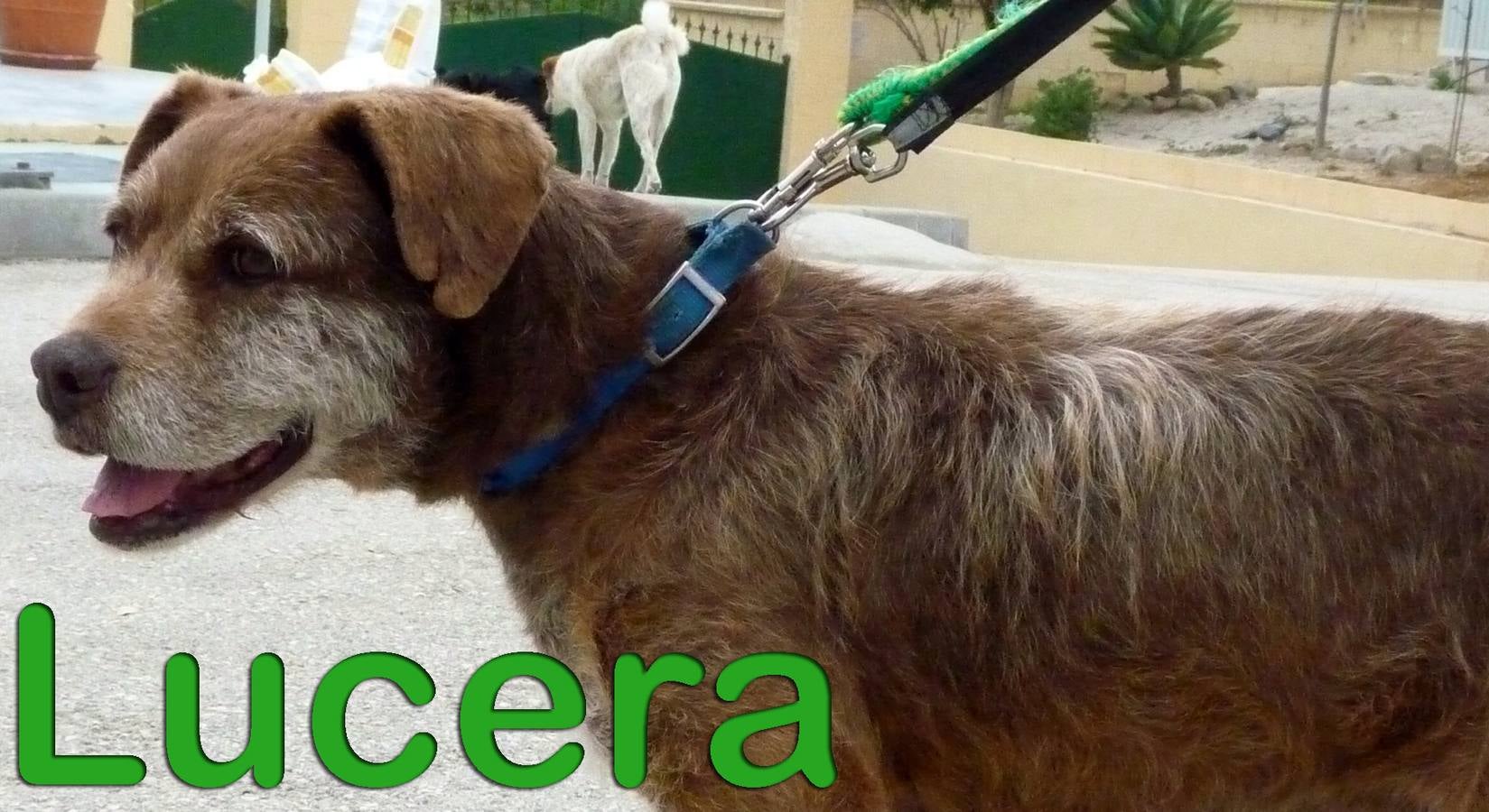 Lucera - #adoptaMLG. Hembra, mestiza. Con 20 kilos y 9 años. Entró en febrero de 2014. Fue rescatada de un cortijo donde vivía siempre atada y a la intemperie. Le ponían de comer una vez a la semana.