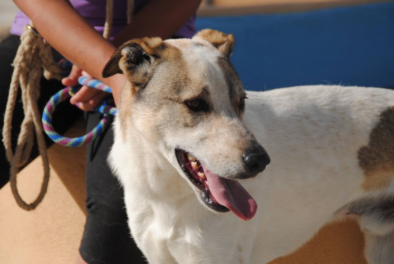 Plutón - #adoptaMLG. Mestizo de mastín. Macho de 1 año y medio. Blanco con manchas grises. Grande. Tranquilo y tímido, incluso asustón. Tiene miedo incluso de los gatos.