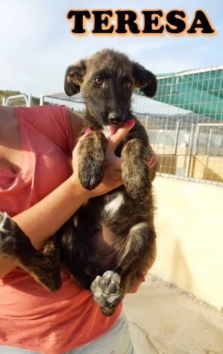 Teresa - #adoptaMLG. Hembra. Edad: 3 meses. Raza: Pastor Mix. Tamaño: Mediano de mayor. Castrada: No. Fue abandonada en la puerta del refugio, es muy cariñosa con las personas y juguetona con sus compis de chenil.