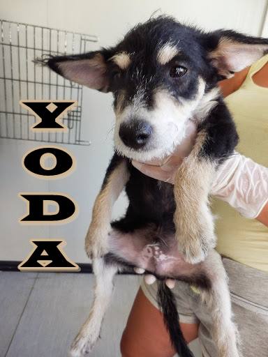 Yoda - #adoptaMLG. Sexo: Macho. Edad: 2 meses y medio. Raza: Mestizo. Tamaño: Medianito de mayor. Castrado: No. Cachorro sumiso y cariñoso.