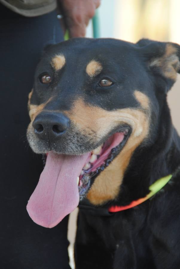 Laika. #AdoptaMLG. Hembra mestiza de rotweiler, 3 años. Activa, energica, un torbellino. Ideal para familia deportista