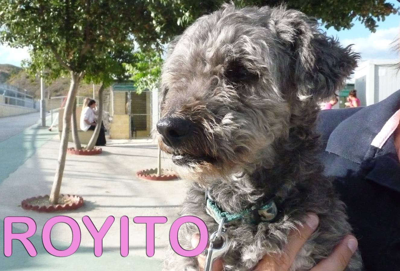 Royito. #AdoptaMLG. Macho de caniche. 5 kilos y 9 años. Fue abandonado y perseguía a los coches buscando a su dueño. Se ha quedado afónico de tanto ladrar.