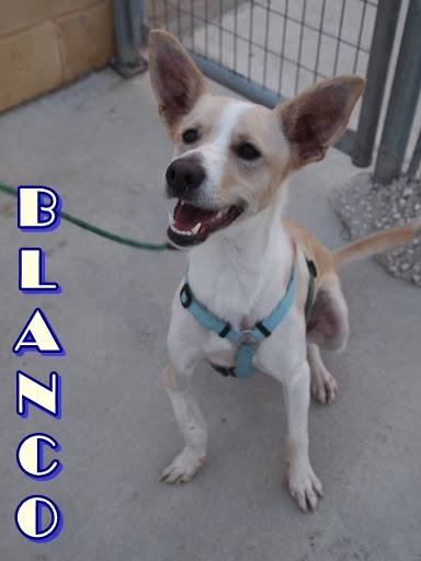 Blanco. #AdoptaMLG. Macho. 8 meses. Mix de Podenco. Fue atropellado con 3 meses lo que le fracturó una pata la cual no apoya del todo. Hace vida normal.