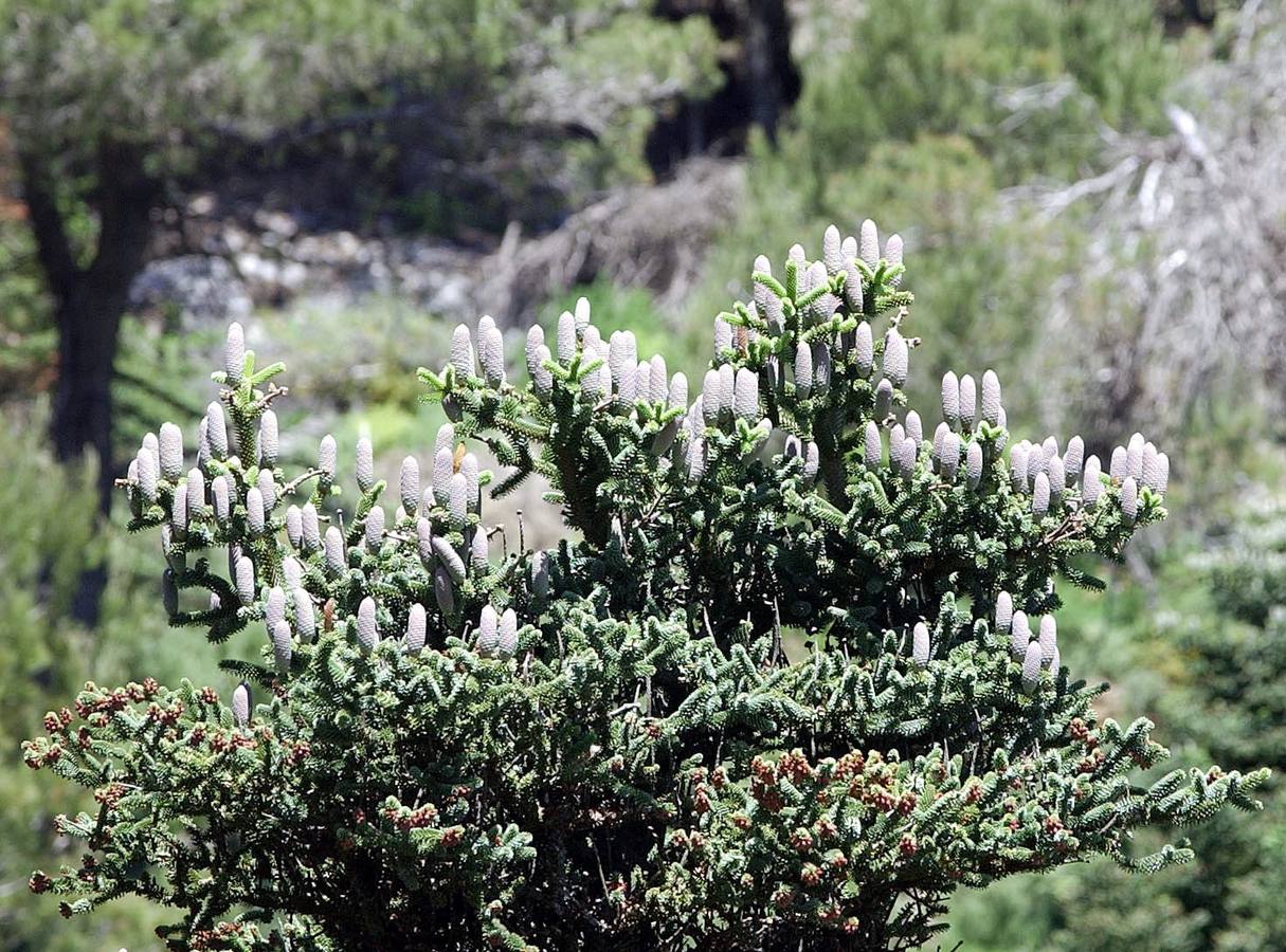 La Sierra de las Nieves, espectacular también en verano