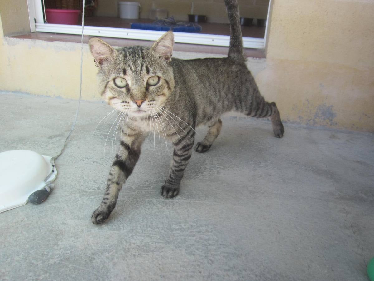 Forty. #adoptaMLG. 4 o 5 años de edad. Positivo en sida felino. Forty fue rescatado de la calle. Llegó muy deshidratado y respiraba muy mal. Con otros gatos Forty es un buen compañero y con las personas es cariñoso.