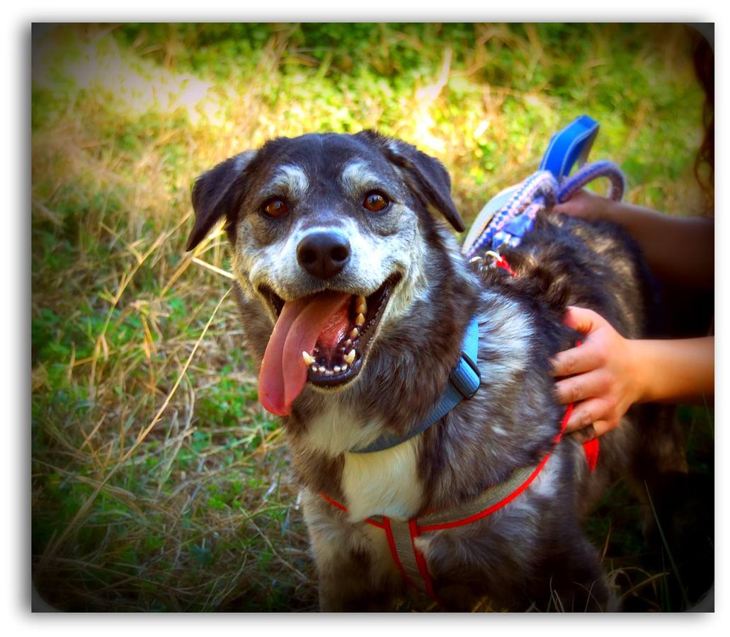 Roy. #adoptaMLG. Macho joven adoptado de cachorro y devuelto tras 11 meses, desde entonces no ha tenido una segunda oportunidad. Es activo y noble y necesita una familia que le gusta disfrutar de una vida activa.