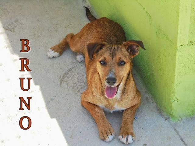 Bruno. #adoptaMLG. Macho. 5 meses. Mestizo. Tamaño: Pequeño de mayor. Castrado: No. Cachorro alegre y sumiso, le gusta correr en el patio con otros perros.