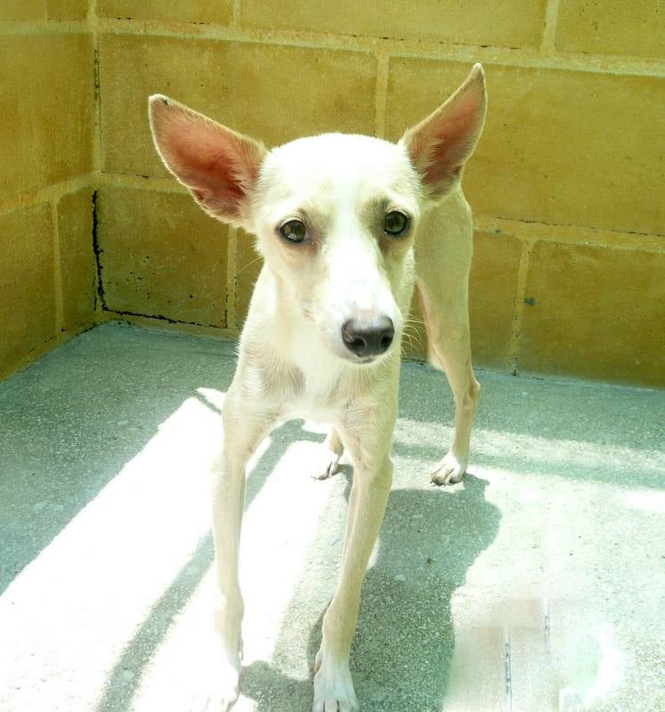 Estela. #adoptaMLG. Una podenquita muy pequeñita y joven. Es muy miedosa, pero tiene interés y poco a poco se está volviendo más confiada.