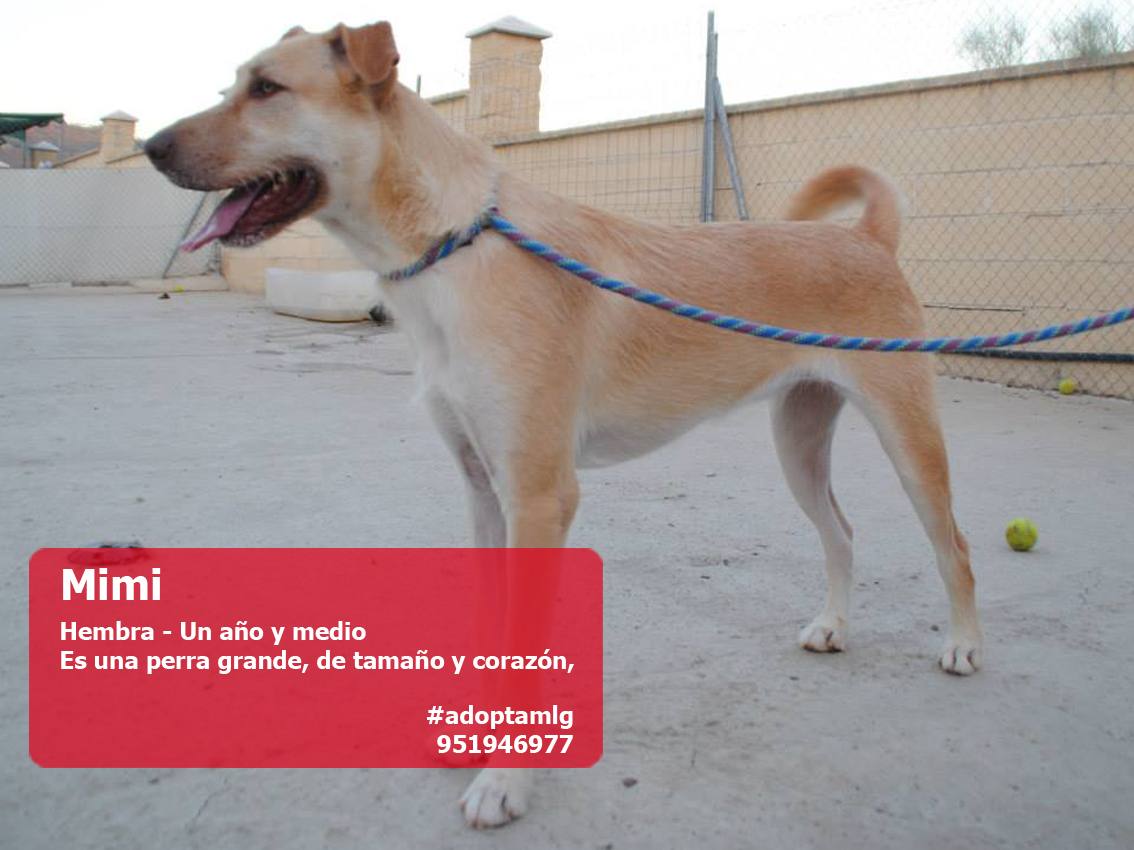 Perros y gatos buscan casa. #AdoptaMLG