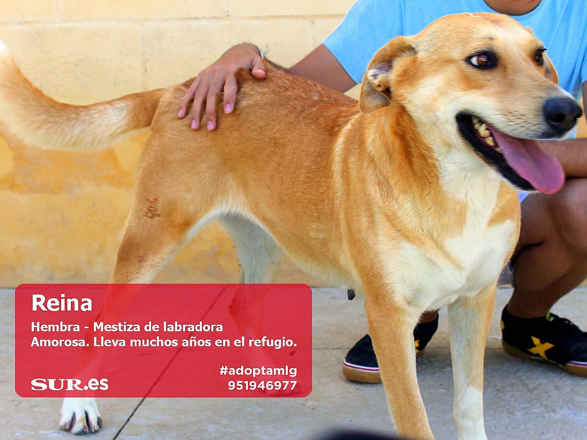 Perros y gatos buscan casa en Málaga. #AdoptaMLG