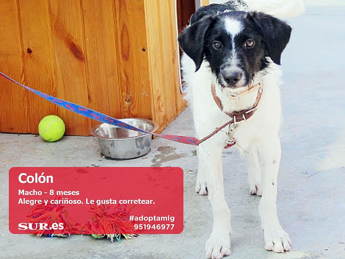 Perros y gatos buscan casa en Málaga. #AdoptaMLG