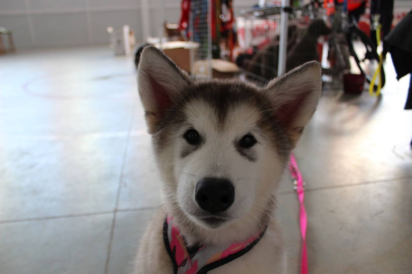 Montejaque celebra su I Canicross