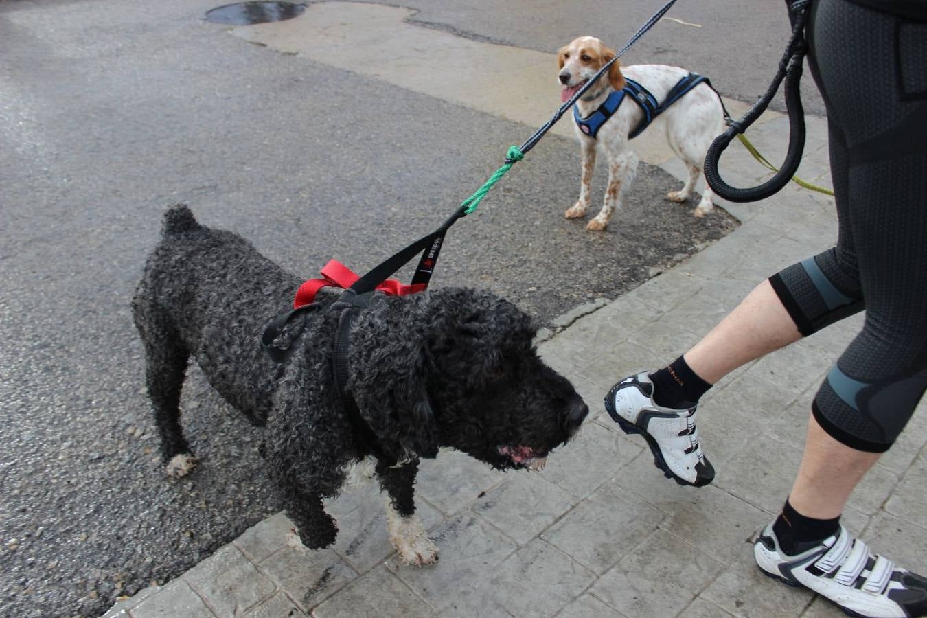 Montejaque celebra su I Canicross